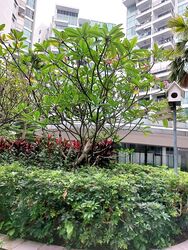Eight Courtyards (D27), Condominium #367011481
